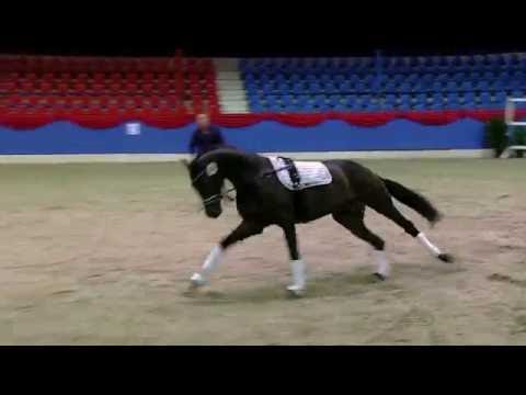 H v Franziskus x Damon Hill x Florestan I