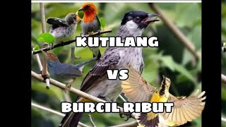 Download lagu Suara Pikat Jitu Kutilang Ribut(kutilang vs burcil ribut)Ampuh  Burung Liar Langsung Pada Ngumpul mp3