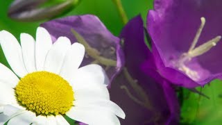 Morning Relaxing Music - Piano Music, Stress Relief, Massage Music, Study Music (Michael)