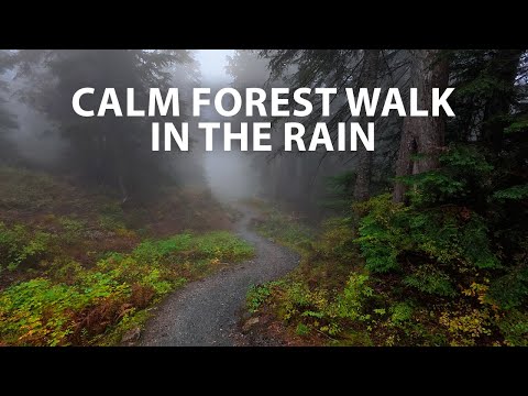 A Meditative Walk Through the Clouds | Mount Seymour Rainy Forest Walk