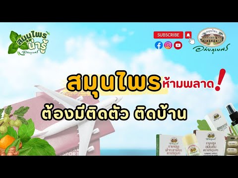 รวมสมุนไพรเด็ด ที่ควรมีติดตัว ติดบ้าน l สมุนไพรน่ารู้ (2024)
