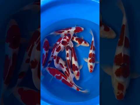 Video Vorschau Koi in Japan