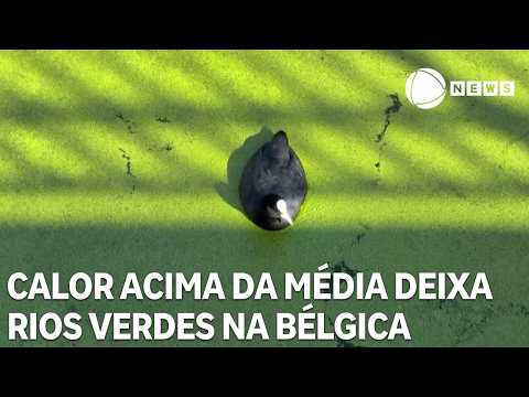 Calor acima da média deixa rios verdes na Bélgica