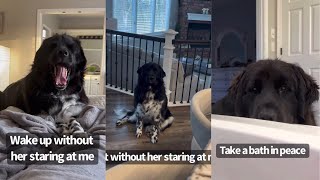 Things I Can No Longer Do Because Of My Newfoundland Dog