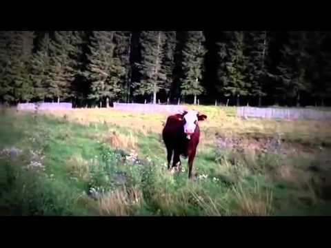 Cazare Petrosani - Cazat.ro