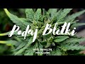 DUDEK P56 - PODAJ BLETKI FEAT INKG ,ZBK PROD.ELSHIWO 2020 DUDEK P56 - PODAJ BLETKI FEAT INKG ,ZBK PROD.ELSHIWO 2020