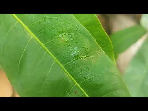 giao lưu 1cap cúc rin bình định 1400k