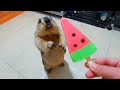 i gave marmot a cool watermelon ice cream