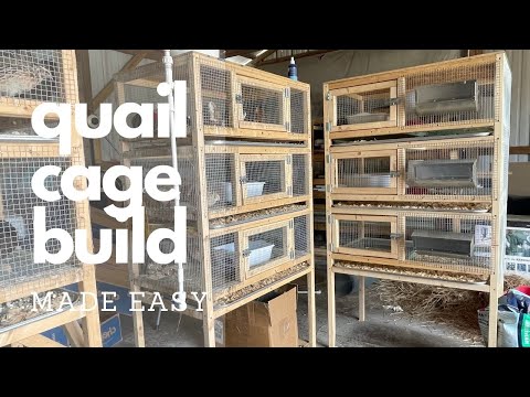 If I Started RAISING QUAIL In 2025, I'd BUILD THIS CAGE.