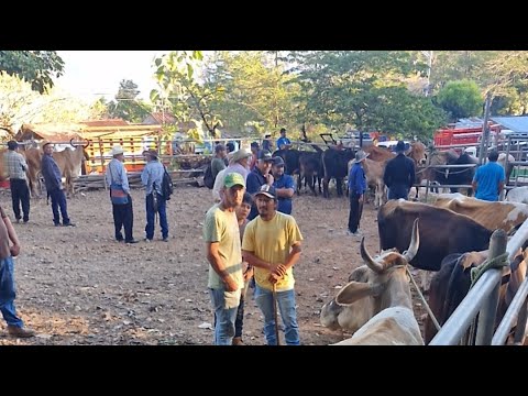 viernes 16 de enero 2026, tiangue de Osicala, Morazán Sur, El Salvador