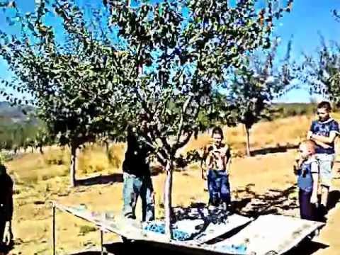 Miletic Milorad Lola,Blace 1/2