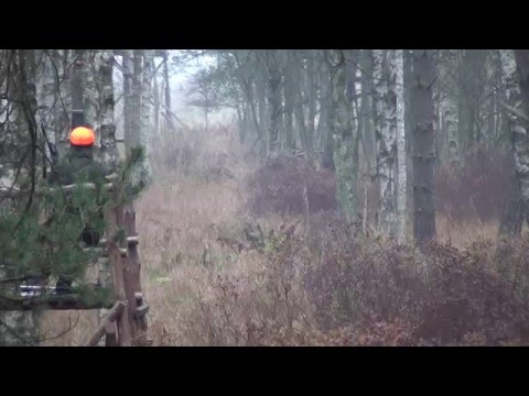 Driven hunt, Poland, HUNTINGPOL, http://www.huntingpol.eu,  jagd,jakt, jacht, chasse,