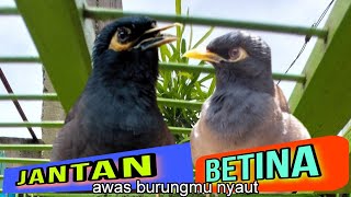 Download lagu Jalak Nias Jantan & Betina Bunyi Bersautan - Awas Manukmu Nyaut !!! mp3