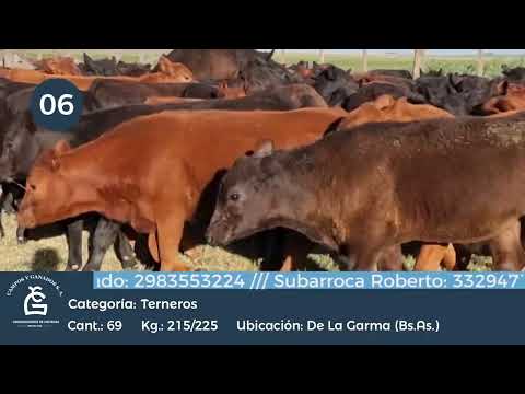 Lote Machos - De la Garma Bs As