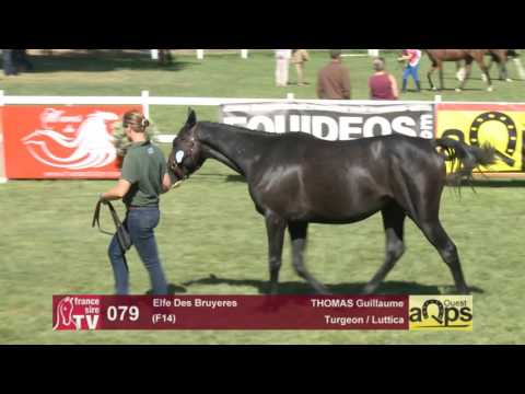 Show AQPS Le Lion 2016 : Lot 79 - Elfe Des Bruyeres