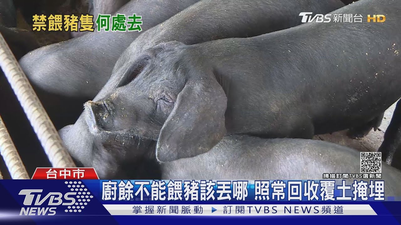 廚餘不能餵豬該丟哪? 照常回收覆土掩埋