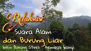Download lagu Kicau Burung Liar di Alam, Terapi burung stres, @kicaujemberchanel5370 @Langkir-l8n mp3 Download lagu Kicau Burung Liar di Alam, Terapi burung stres, @kicaujemberchanel5370 @Langkir-l8n mp3