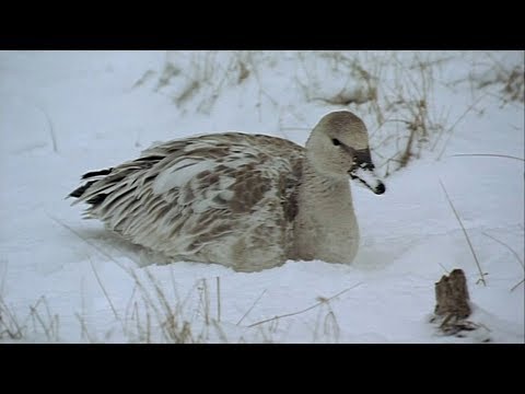 Las Alas de la Naturaleza  -02-  Otoño e Invierno - 2002 - Documental  720p