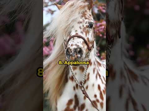 世界で最も美しい馬トップ 10 #Beautifulhorses