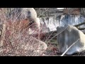 Crazy Fast Bison