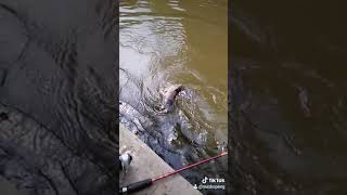 Download lagu #youtobepemula#storywa#mancing mp3