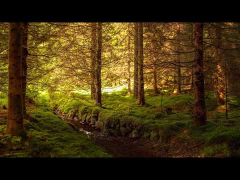 Roza Vanturilor - Padure Nebuna (Versuri in descriere)