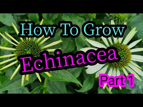 How to grow echinacea part 1