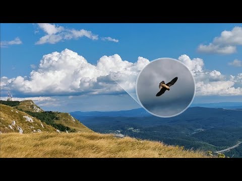 Eagle Shows Incredible Flight Stabilization | Slovenia, Vipava Valley