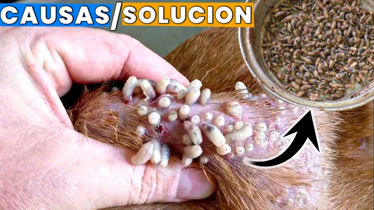 larvas o gusanos en perros ( causas y soluciones)