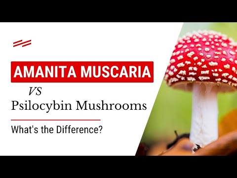 Amanita Muscaria vs Psilocybin Mushrooms: What's the Difference?