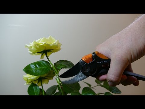 image-When should I stop deadheading my Roses?