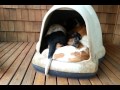 Increíble todos estos perritos entran en esta casita 