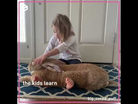 Continental giant rabbit big cocoa puff