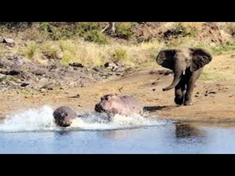 Elephant chase baby hippo