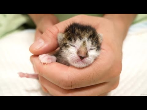 Protected baby kittens of abandoned cats one day after birth . Kittens grow from 1-50 days old