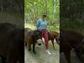 Going For A Walk With The Shettys Shorts Horse Walk Leggings