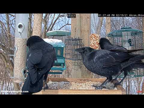 Crazy Crows and More Suet Mayhem at BWHQ