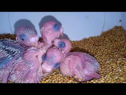 ニンニクやその他の効果的な自然療法を使って鶏の駆虫をする方法：ヒント  庭園