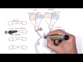 Visual Pathway and Lesions Visual Pathway and Lesions