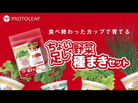 【カップヌードル 土だけ】ちょい足し野菜 栽培編