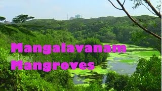 Mangalavanam Mangroves, Ernakulam 