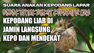Download lagu SUARA ANAKAN KEPODANG LAPAR || KEPODANG LIAR DI JAMIN LANGSUNG KEPO DAN MENDEKAT mp3