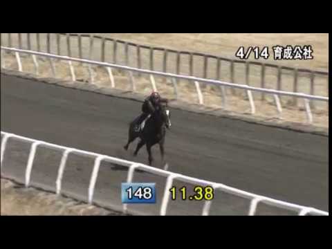 20.05.2015 Colt by SMART ROBIN (Deep Impact)