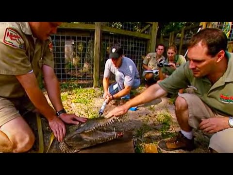 Saltwater crocodile, the animal with the strongest bite force ever measured