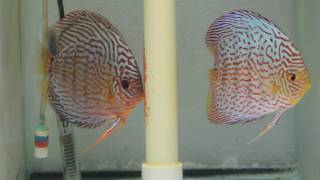 Newly Formed Discus Pair For Sale At Canadian Aqua Farm