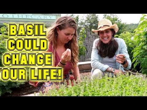 5 AMAZING uses of BASIL! THE GARDEN SUPER PLANT!! - YouTube