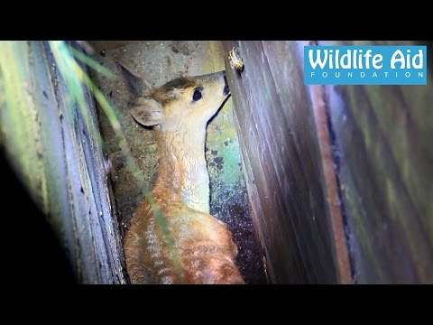 Deer rescued from sure death - Wildlife Rescue