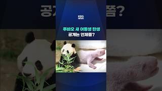 푸바오 새 여동생 탄생…공개는 언제쯤? #shorts / KBS