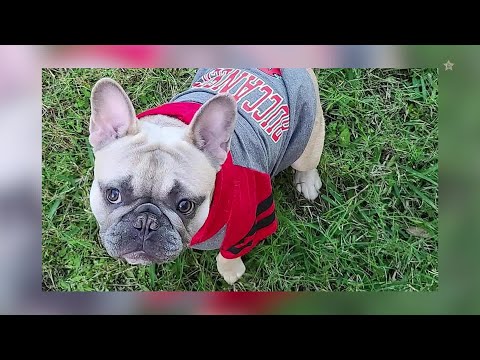 'That's him': Video shows moment stolen French Bulldog...