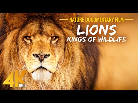 LIONS - Kings of African Wildlife - 4K Lions Documentary Film (with Narration)